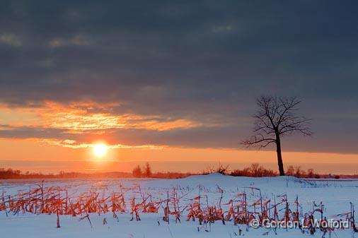 Stark Tree At Sunset_13061.jpg - Photographed near Richmond, Ontario, Canada.